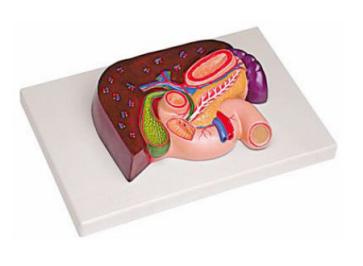 肝、胰、脾、十二指肠、胃模型