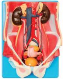 泌尿系统模型